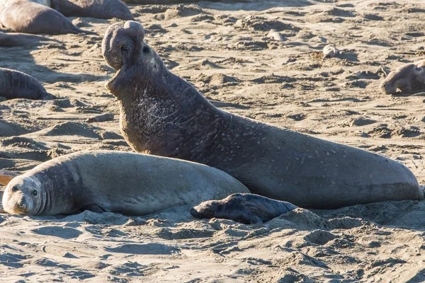 Bull Elephant Seal San Simeon Beach California — стокове фото