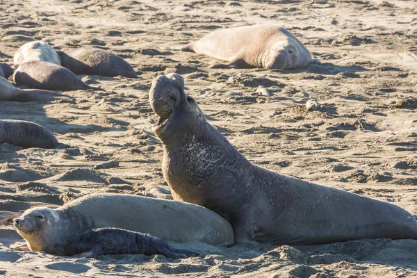 Bull Elephant Seal San Simeon Beach California — стокове фото