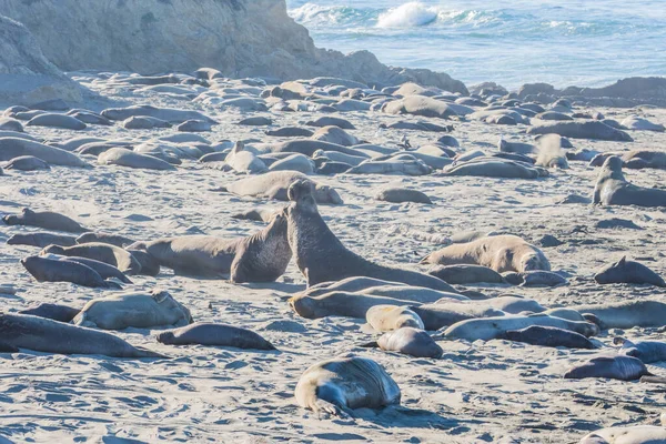 Bull Elephant Seal Sur Plage San Simeon Californie — Photo