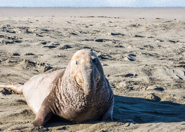 Bull Elephant Seal San Simeon Beach Califórnia — Fotografia de Stock