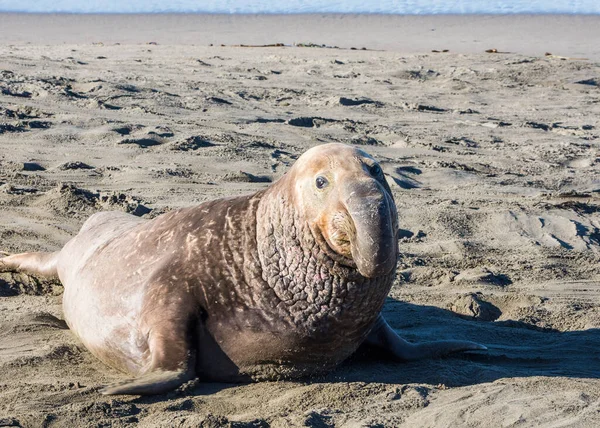 Bull Elephant Seal Sulla Spiaggia San Simeon California — Foto Stock