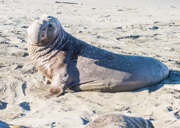 Bull Elephant Seal San Simeon Beach Καλιφόρνια — Φωτογραφία Αρχείου