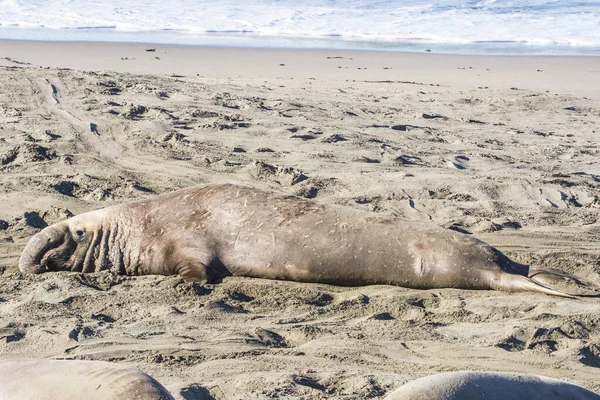 Bull Elephant Seal San Simeon Beach Καλιφόρνια — Φωτογραφία Αρχείου