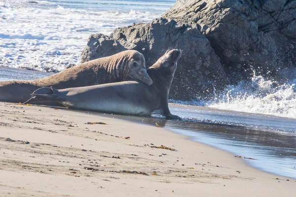 Bull Elephant Seal San Simeon Beach Καλιφόρνια — Φωτογραφία Αρχείου