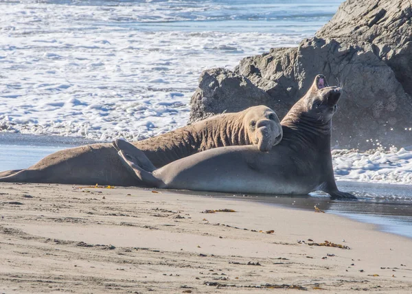 Bull Elephant Seal San Simeon Beach Καλιφόρνια — Φωτογραφία Αρχείου