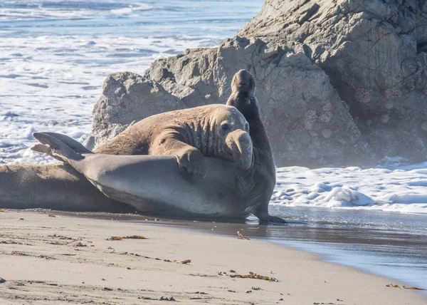 Bull Elephant Seal Sur Plage San Simeon Californie — Photo