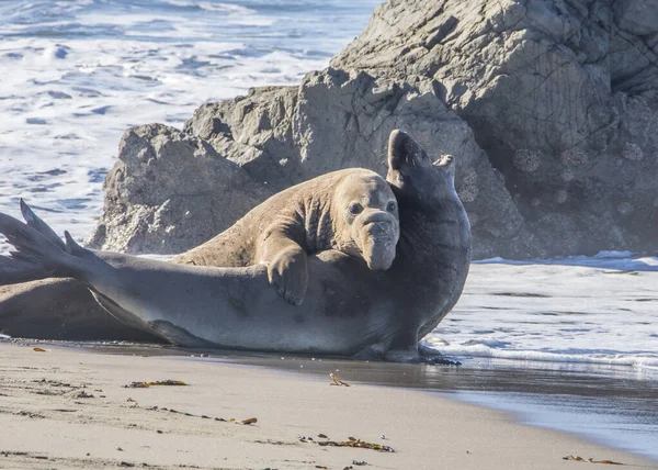 Bull Elephant Seal San Simeon Beach Καλιφόρνια — Φωτογραφία Αρχείου