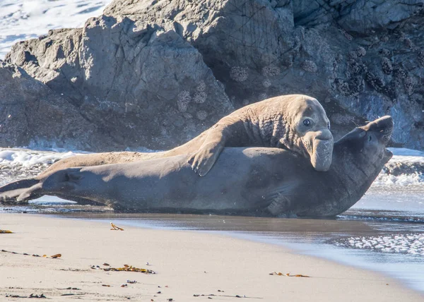 Bull Elephant Seal San Simeon Beach Καλιφόρνια — Φωτογραφία Αρχείου