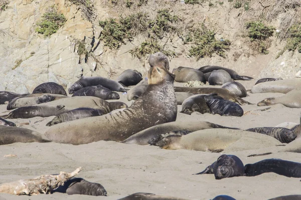 Bull Elephant Seal San Simeon Beach Καλιφόρνια — Φωτογραφία Αρχείου