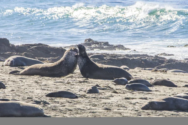 Bull Elephant Seal San Simeon Beach Καλιφόρνια — Φωτογραφία Αρχείου