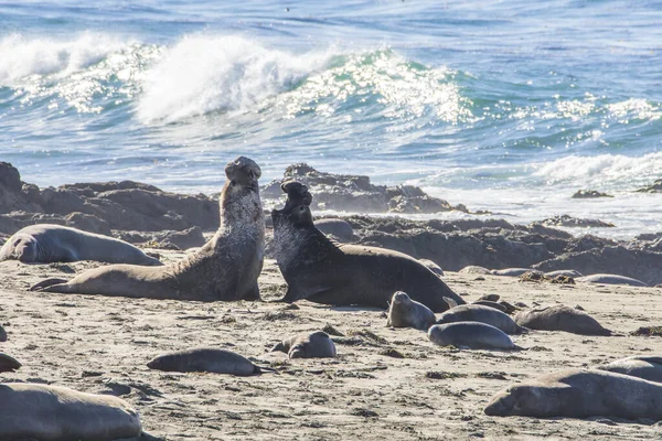 Bull Elephant Seal San Simeon Beach California — стокове фото
