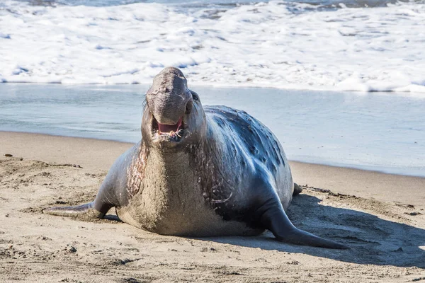 Тюлень Слон Пляже Сан Симеон Бич Калифорнии — стоковое фото