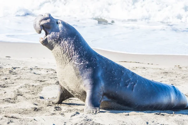 Bull Elephant Seal Sulla Spiaggia San Simeon California — Foto Stock