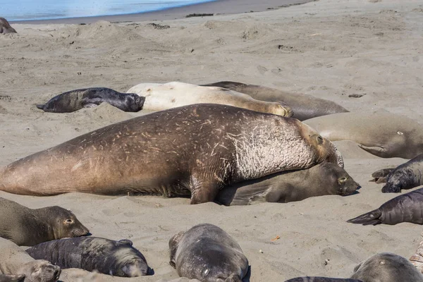 Bull Elephant Seal San Simeon Beach California — стокове фото