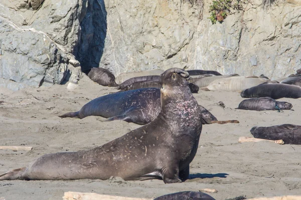 Bull Elephant Seal Sulla Spiaggia San Simeon California — Foto Stock