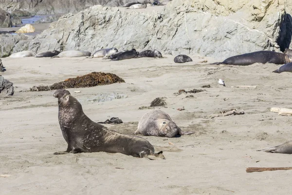 Bull Elephant Seal Pláži San Simeon Kalifornie — Stock fotografie
