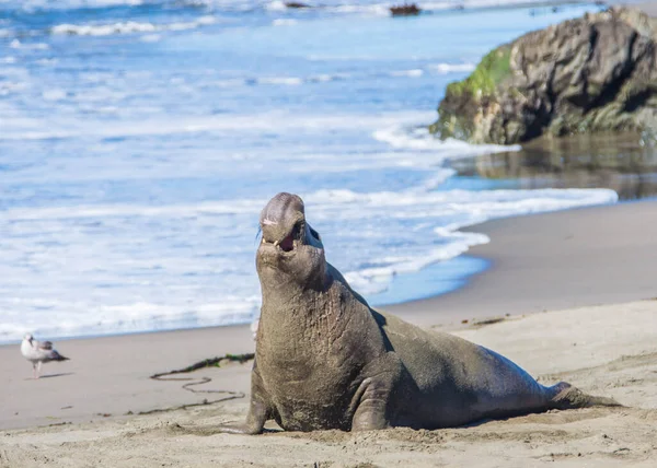 Pieczęć Słonia Plaży San Simeon Kalifornia — Zdjęcie stockowe