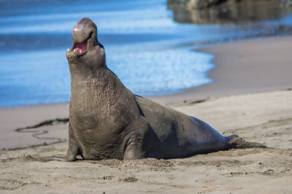 Pieczęć Słonia Plaży San Simeon Kalifornia — Zdjęcie stockowe