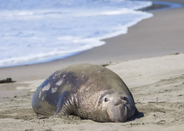 Bull Elephant Seal Sulla Spiaggia San Simeon California — Foto Stock