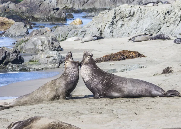 Bull Elephant Seal San Simeon Beach California — стокове фото