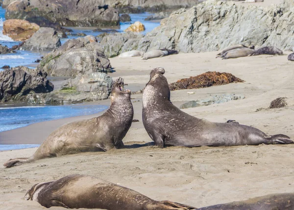 Bull Elephant Seal San Simeon Beach Καλιφόρνια — Φωτογραφία Αρχείου