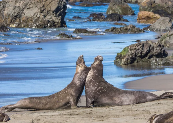 Bull Elephant Seal San Simeon Beach California — стокове фото