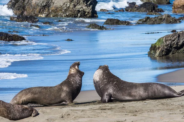 Bull Elephant Seal San Simeon Beach Califórnia — Fotografia de Stock