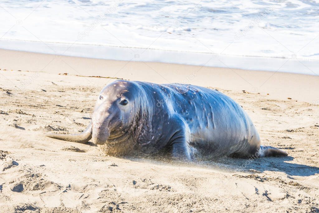 Bull Elephant Seal on San Simeon Beach - California.