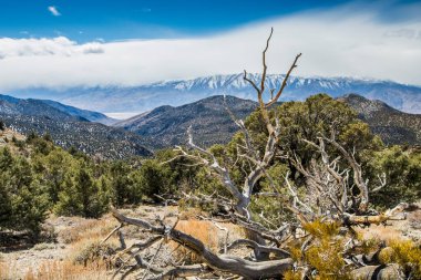 Kaliforniya 'da Antik Bristlecone Çamı.