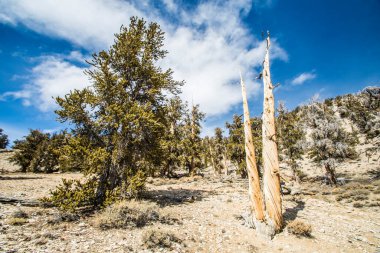 Kaliforniya 'da Antik Bristlecone Çamı.