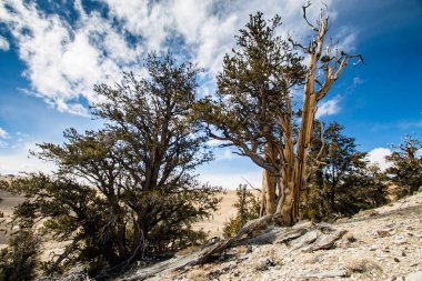 Kaliforniya 'da Antik Bristlecone Çamı.