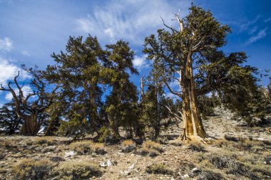 Kaliforniya 'da Antik Bristlecone Çamı.