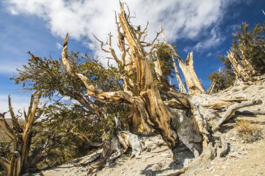 Kaliforniya 'da Antik Bristlecone Çamı.