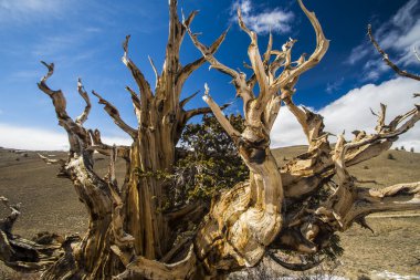 Kaliforniya 'da Antik Bristlecone Çamı.