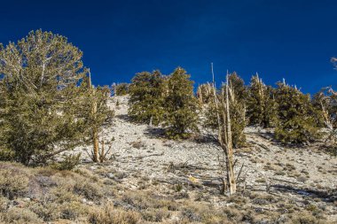 Kaliforniya 'da Antik Bristlecone Çamı.