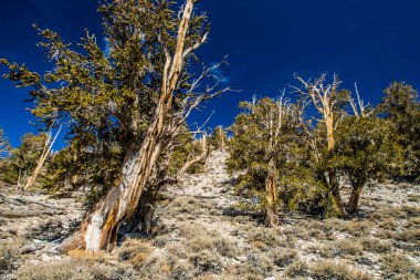 Kaliforniya 'da Antik Bristlecone Çamı.