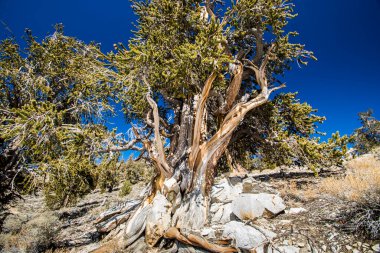 Kaliforniya 'da Antik Bristlecone Çamı.