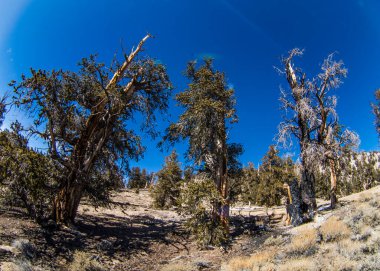 Kaliforniya 'da Antik Bristlecone Çamı.