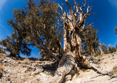 Kaliforniya 'da Antik Bristlecone Çamı.
