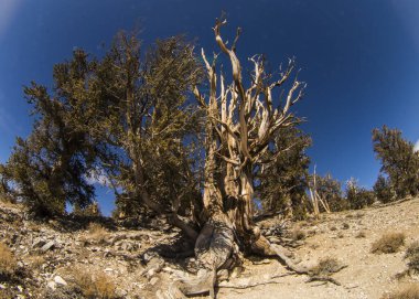 Kaliforniya 'da Antik Bristlecone Çamı.