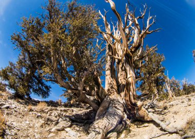 Kaliforniya 'da Antik Bristlecone Çamı.