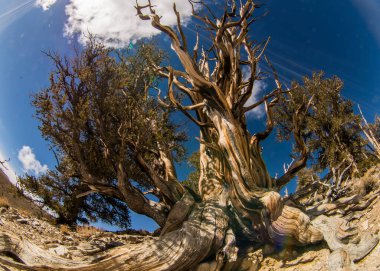 Kaliforniya 'da Antik Bristlecone Çamı.