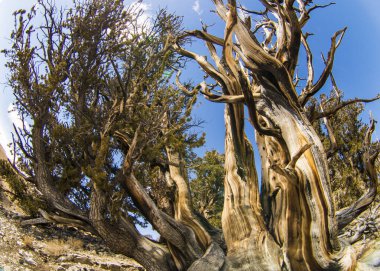 Kaliforniya 'da Antik Bristlecone Çamı.