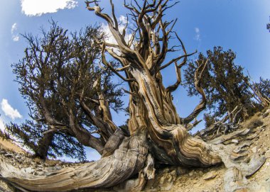 Kaliforniya 'da Antik Bristlecone Çamı.