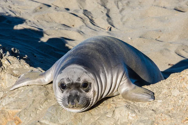 Kaliforniya Big Sur Fil Fok Yavrusu — Stok fotoğraf