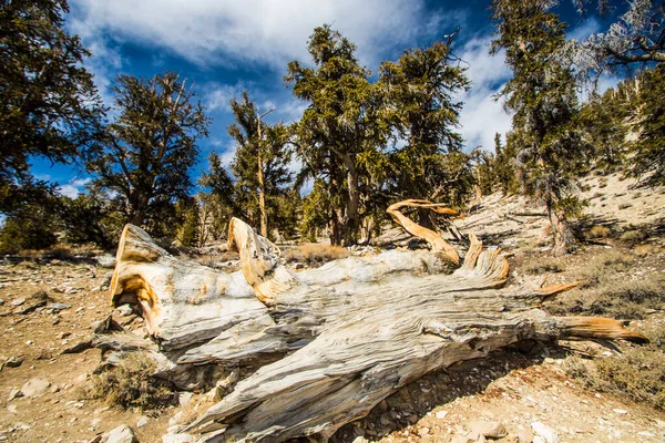 Ancient Bristlecone Pine Californie — Photo