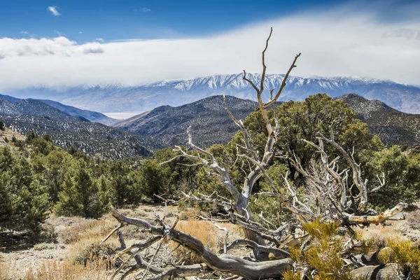 Ancient Bristlecone Pine Californie — Photo