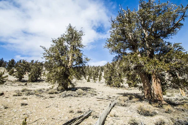 Ancient Bristlecone Pine Californie — Photo