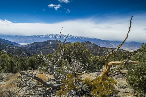 Ancient Bristlecone Pine Californie — Photo