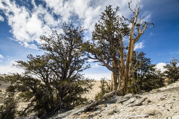 Ancient Bristlecone Pine Californie — Photo